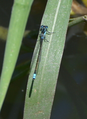 Ischnura heterosticta