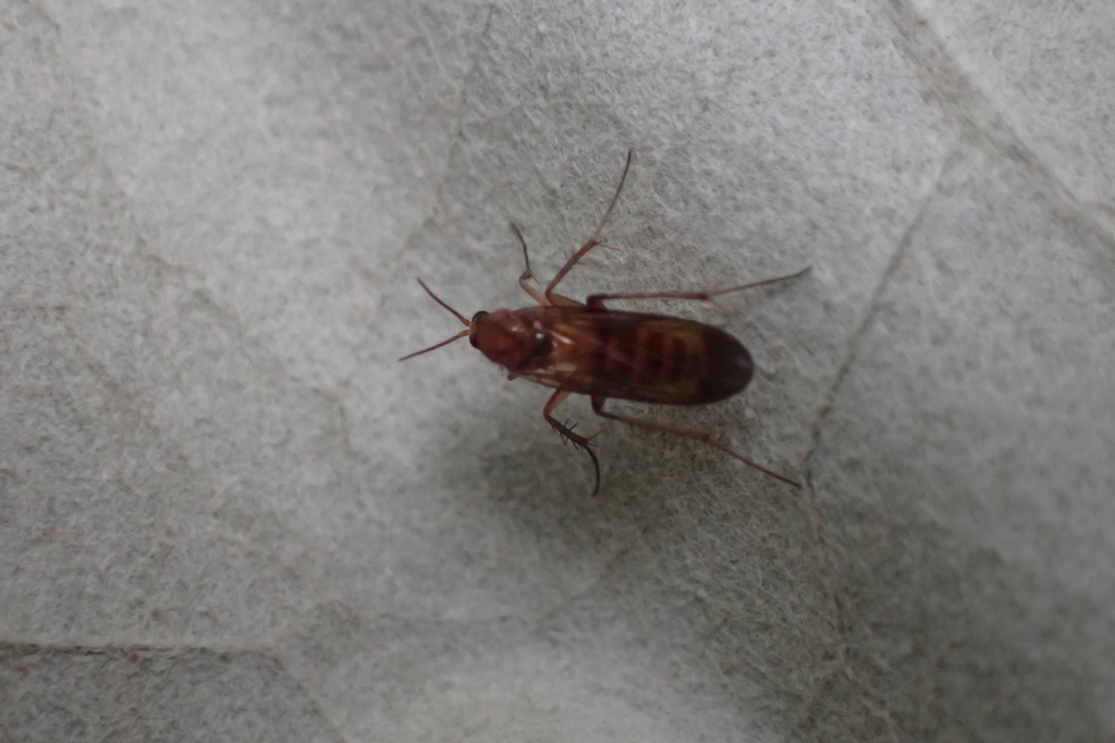 Anomalomyiini