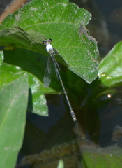 Agriocnemis exsudans