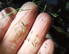 Poa matthewsii