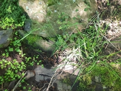 Poa matthewsii