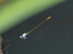 Agriocnemis exsudans