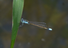 Ischnura heterosticta