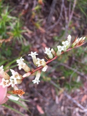 Dracophyllum secundum