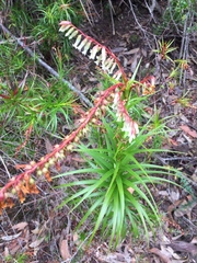 Dracophyllum secundum