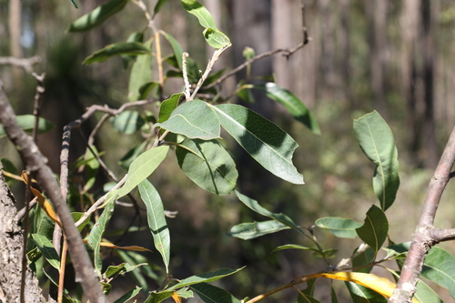 Image of Xylomelum salicinum by (c) Greg Tasney, some rights reserved (CC BY-SA)