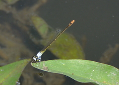 Agriocnemis exsudans