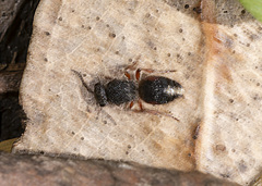 Ephutomorpha lateralis