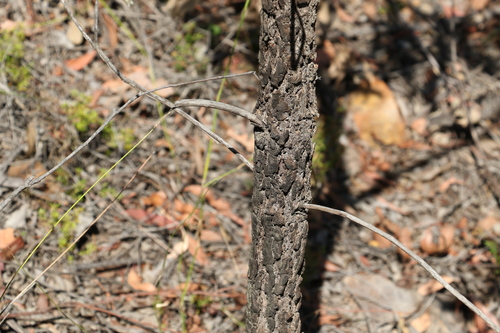 Image of Xylomelum salicinum by (c) Greg Tasney, some rights reserved (CC BY-SA)