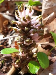 Pachysandra procumbens