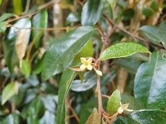Elaeagnus triflora