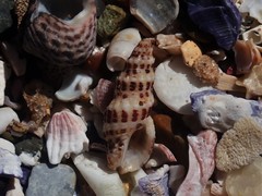 Maculotriton serriale