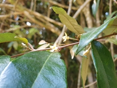 Elaeagnus triflora