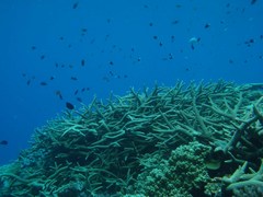 Acropora muricata