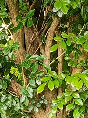 Murraya paniculata