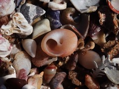 Notogibbula bicarinata