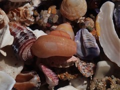 Notogibbula bicarinata