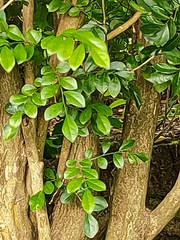 Murraya paniculata