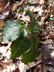Pachysandra procumbens