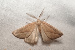 Compsoptera opacaria