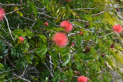 Mimosoideae