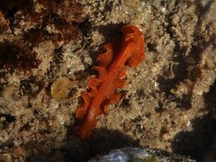 Phrikoceros baibaiye