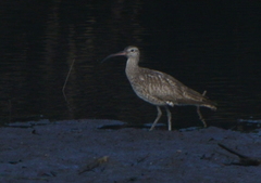 Numenius phaeopus variegatus
