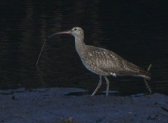 Numenius phaeopus variegatus