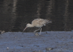 Numenius phaeopus variegatus