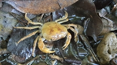 Geothelphusa albogilva