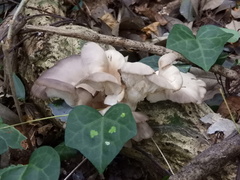 Pleurotus