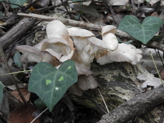 Pleurotus