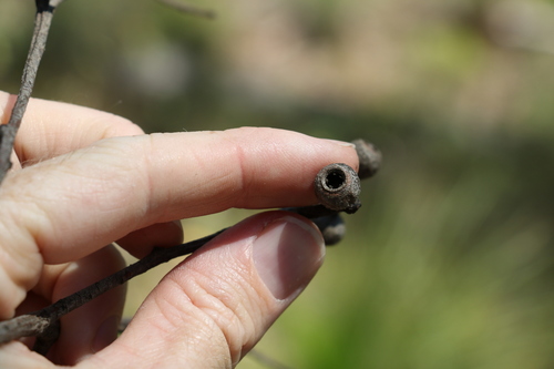 Image of Eucalyptus melliodora by (c) Greg Tasney, some rights reserved (CC BY-SA)