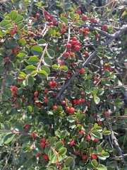 Cotoneaster integerrimus