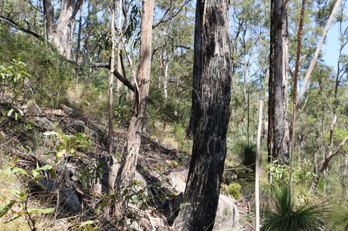 Image of Eucalyptus melliodora by (c) Greg Tasney, some rights reserved (CC BY-SA)