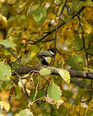 Parus major