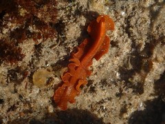 Phrikoceros baibaiye