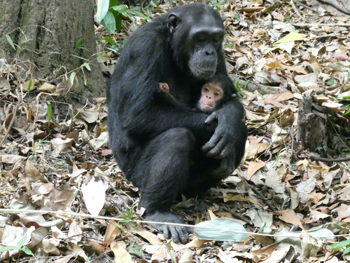 Chimpanzee