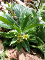 Lithospermum tuberosum