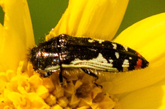 Acmaeodera amabilis