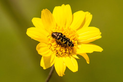 Acmaeodera decipiens