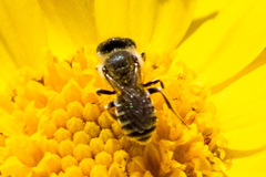 Calliopsima