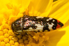 Acmaeodera amabilis