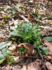 Lithospermum tuberosum