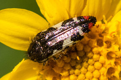 Acmaeodera amabilis