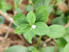 Spermacoce alata