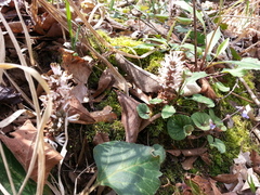 Pachysandra procumbens