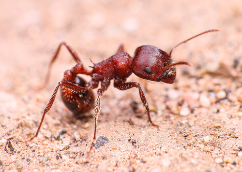 Rough Harvester Ant