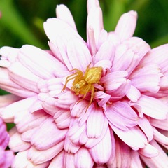 Oxyopes punctatus