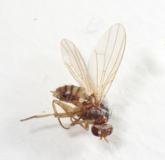 Pseudolyciella
